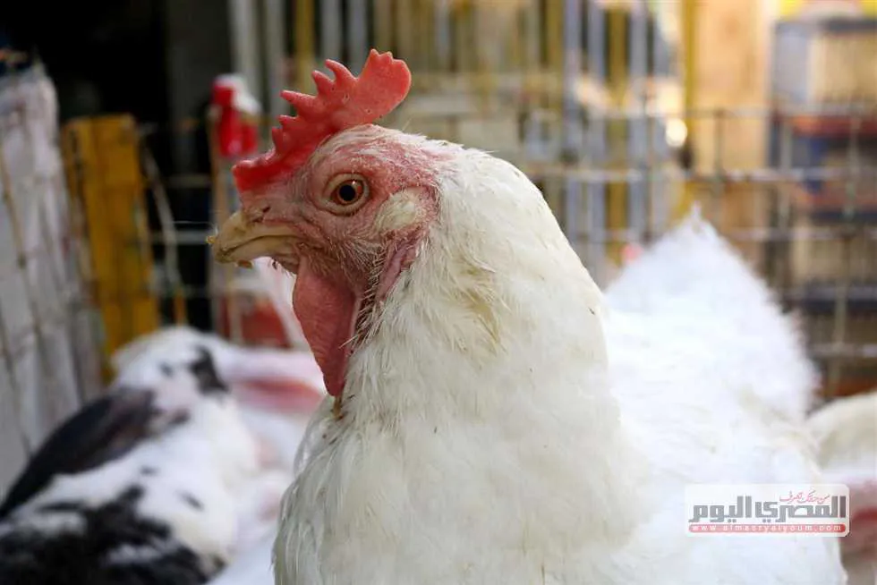 بورصة الدواجن اليوم أسعار الفراخ البيضاء — EG news