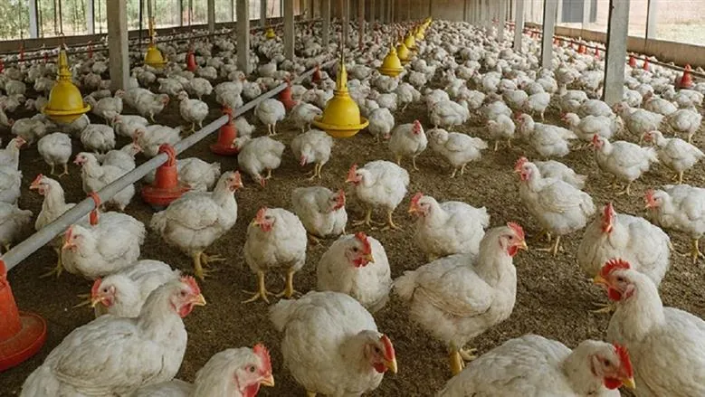 بورصة الدواجن اليوم أسعار الفراخ البيضاء — EG news