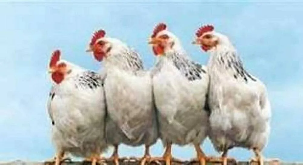 اسعار الدواجن اليوم — EG news