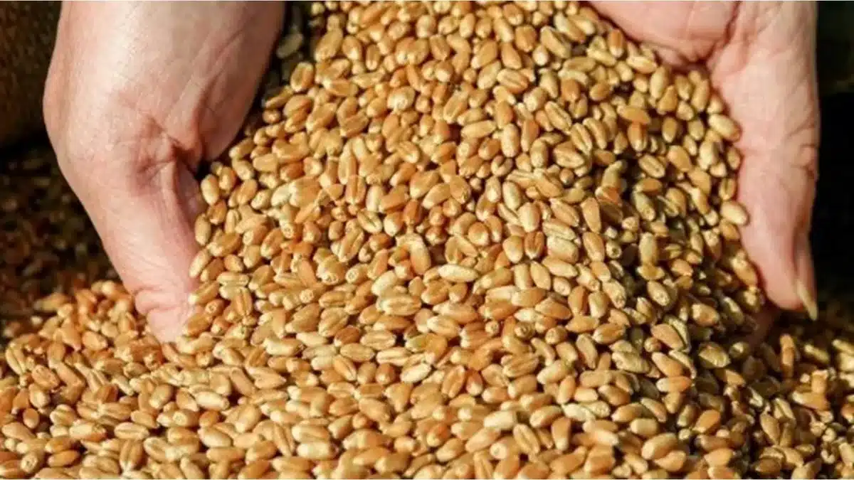 قمح — EG news