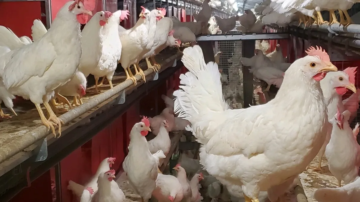 اسعار الدواجن — EG news