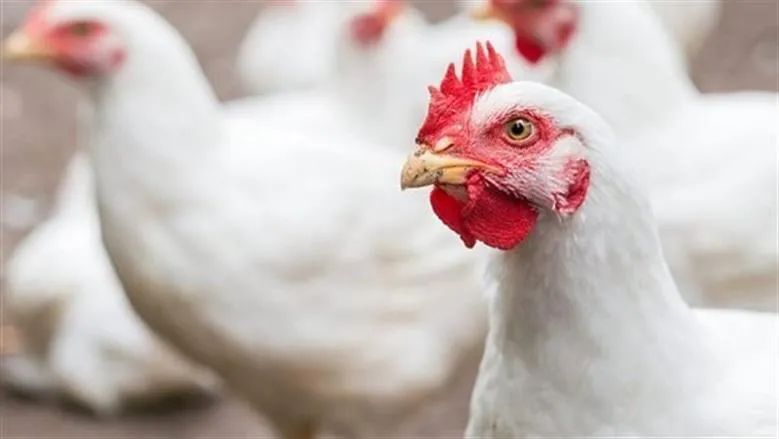 اسعار الفراخ البيضاء — EG news