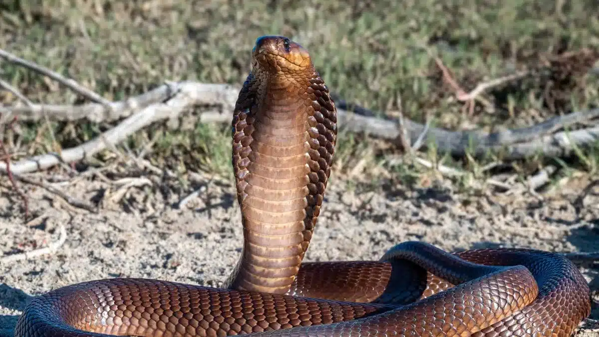 ثعبان — EG news