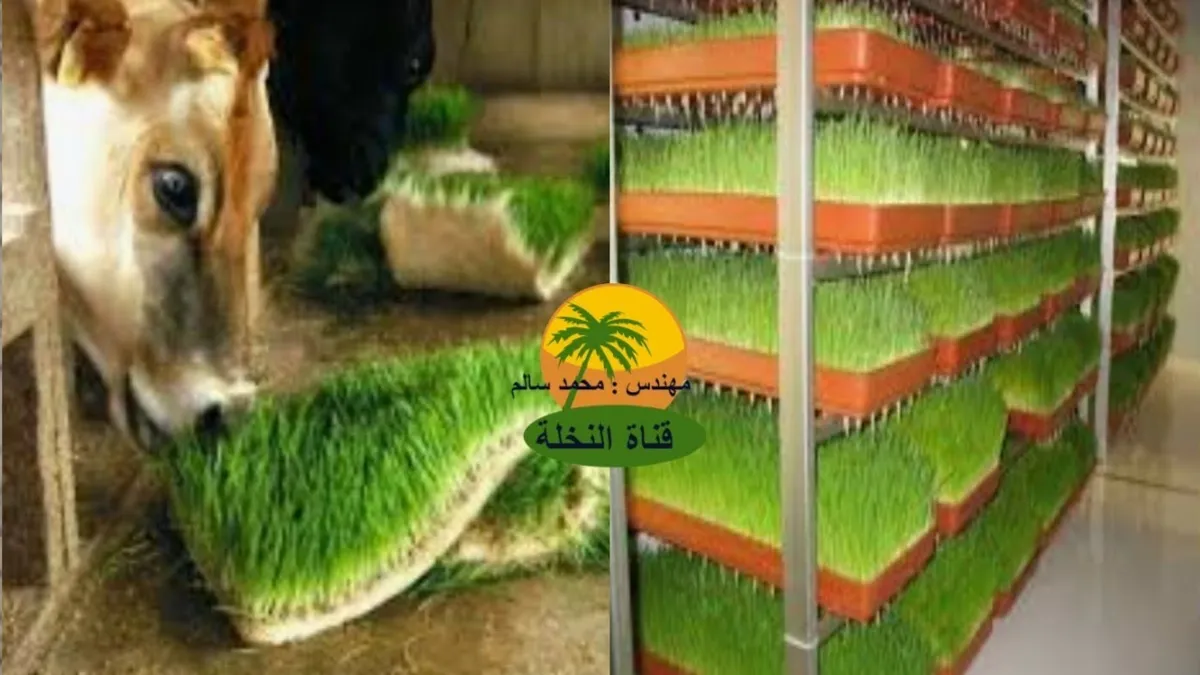 الشعير — EG news